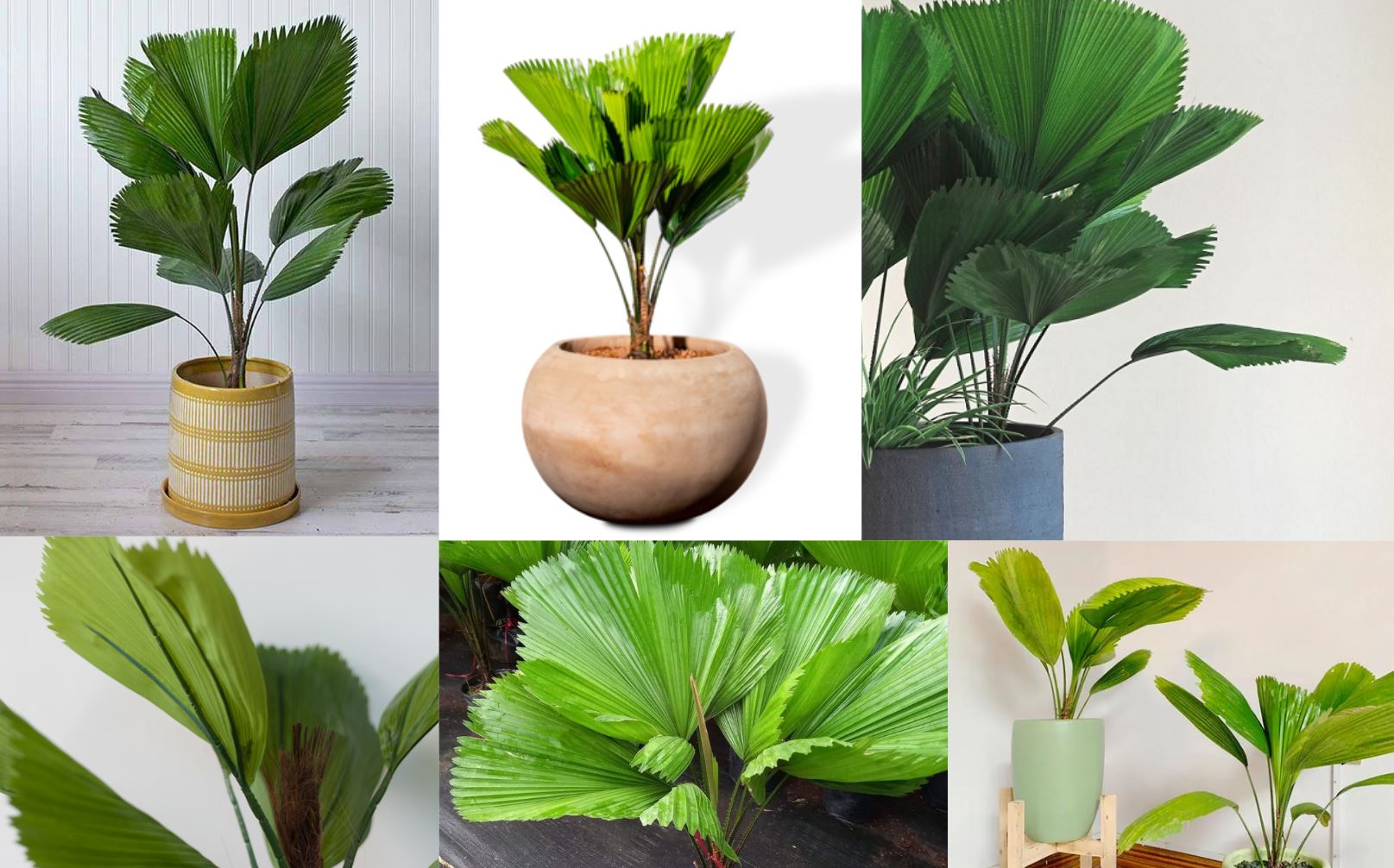 Đặc điểm hình thái cây Kè Nhật